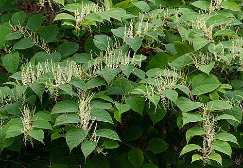 Fallopia japonica